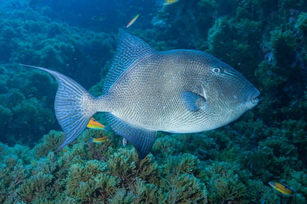 Imagem do Peixe Porco
